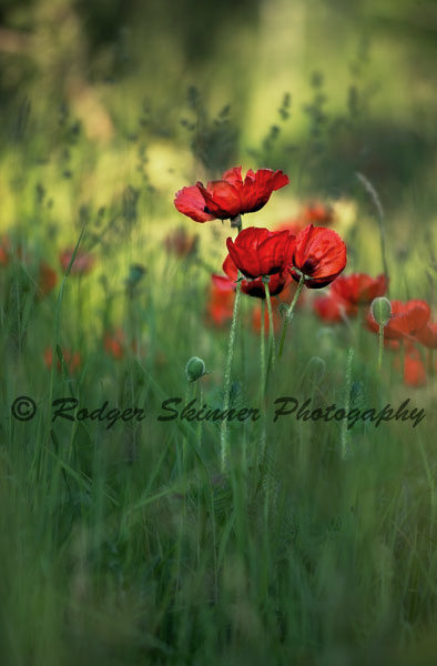 Stormer Poppies